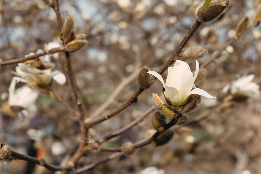Blooming magnolia, nature, tree, branch, plant, close-up, outdoors HD wallpaper