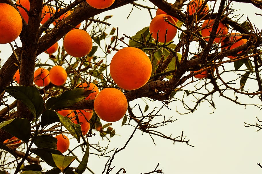 orange tree, fruit, nature, branch, garden, cyprus, citrus Fruit HD wallpaper