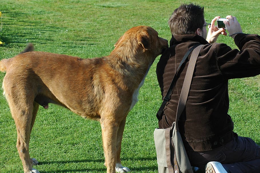 Photographer, Dog, Human, Curious, istanbul, outdoors, people HD wallpaper