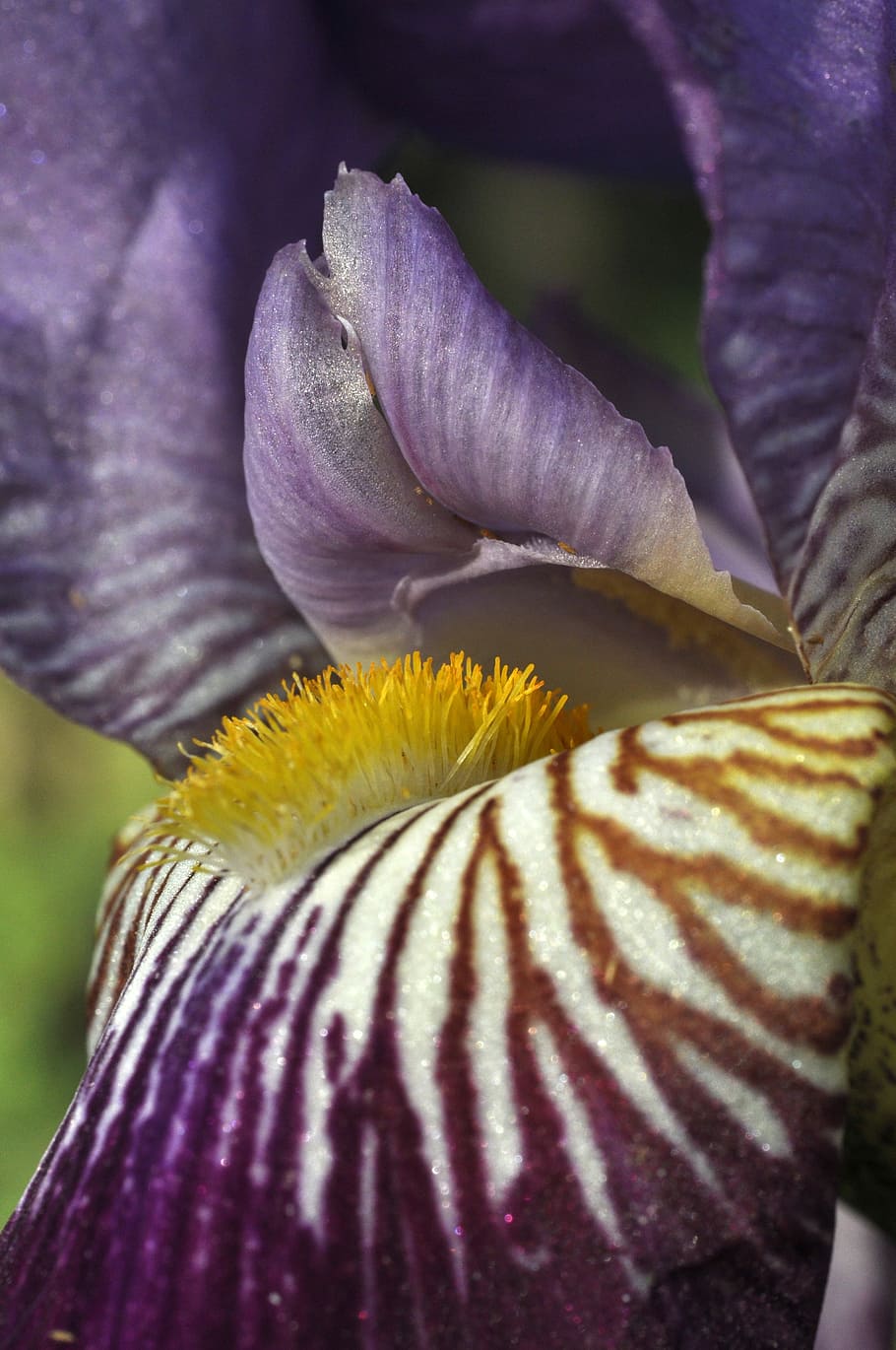 Iris, Flower, Bloom, Markings, Flowers, macro, purple, nature HD wallpaper