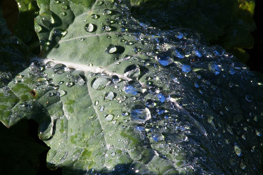 leaf, beet leaf, dew, drop of water, morning, plant, nature HD wallpaper