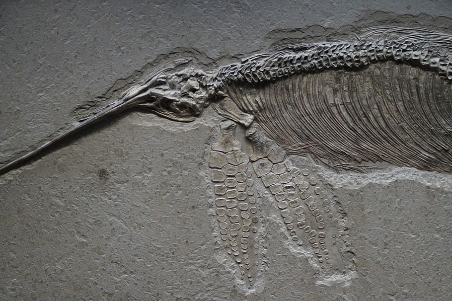 Ichthyosaurs, Skeleton, Petrified, fossil, petrification, prehistoric times