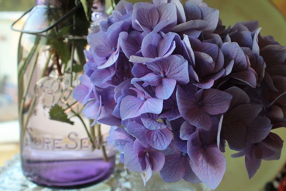 purple Hydrangea flower arrangement, canning jar, flora, colorful HD wallpaper