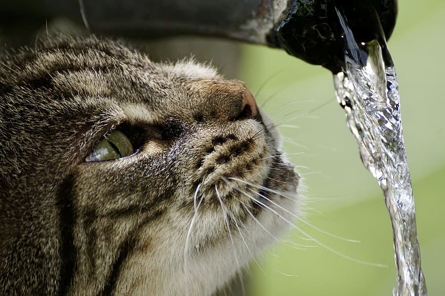 grey cat and water time lapse photography, getiegert, tiger, fur, HD wallpaper