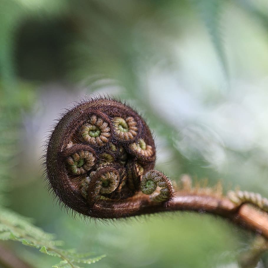 fern, emergent, macro, animal themes, one animal, mammal, no people HD wallpaper