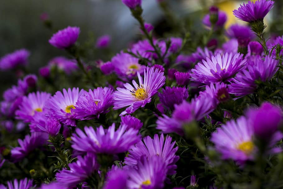 field, flowers, summer, sun, beautiful, bloom, blooming, blossom HD wallpaper