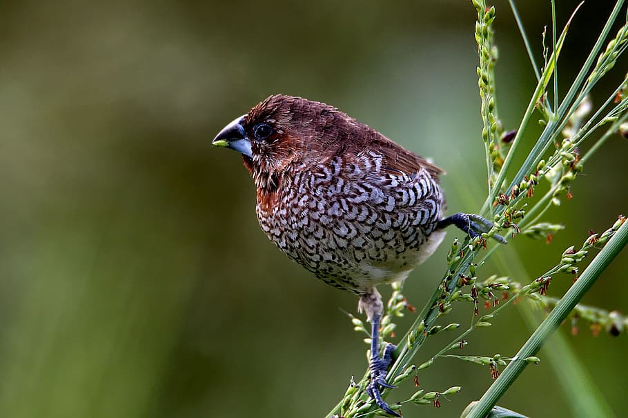Scaly-breasted Munia, brown and gray bird on top of flower stem