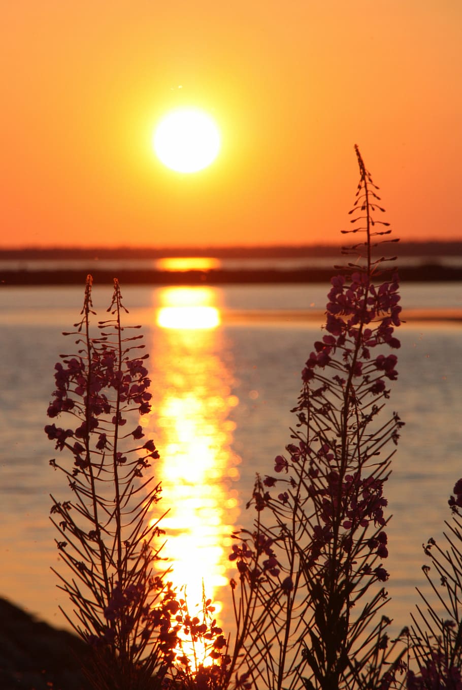 primrose, sunset, landscape, orange sky, nature, reflection HD wallpaper