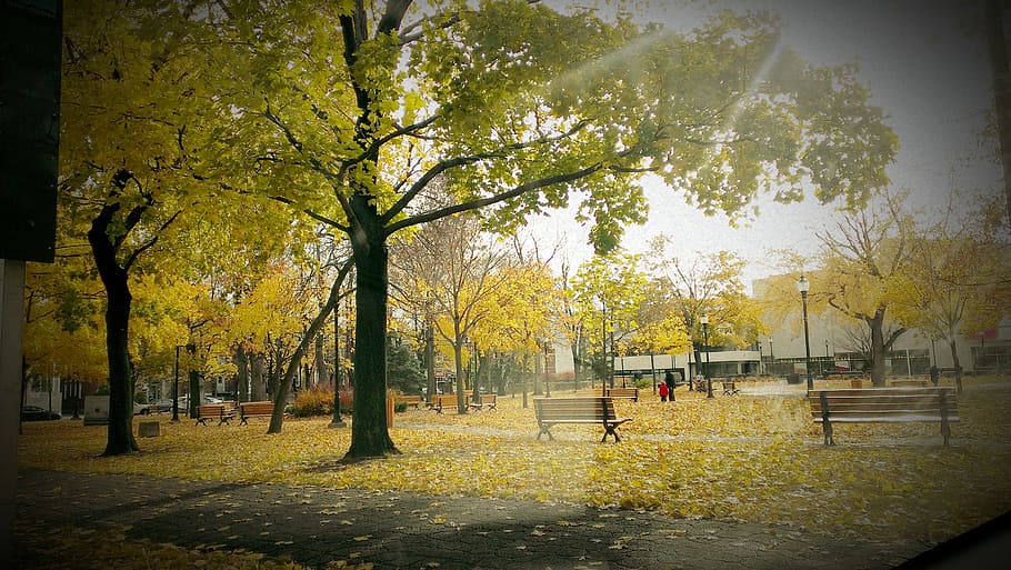 light, park, sun, natural, autumn, fall, tree, plant, change HD wallpaper