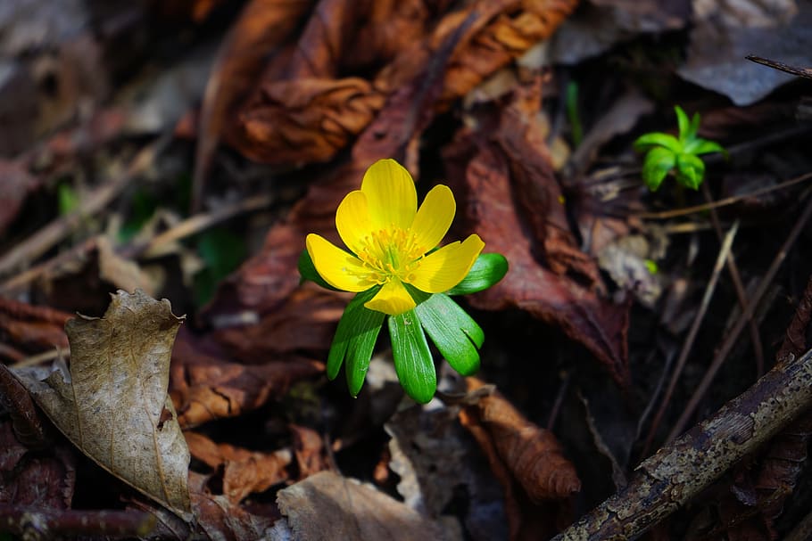 winterling, flower, blossom, bloom, yellow, eranthis hyemalis HD wallpaper