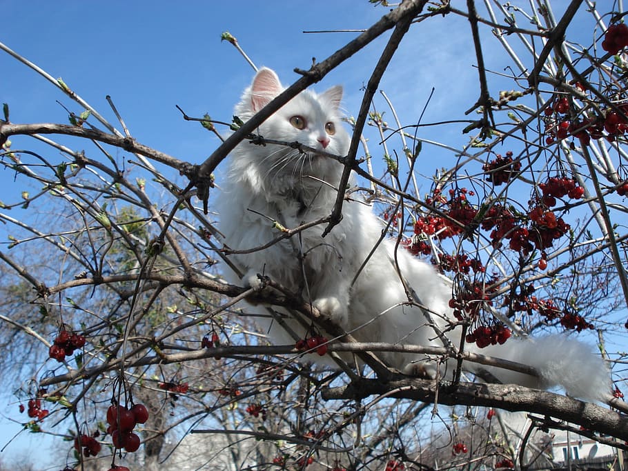 white cat on tree, outdoors, stuck, trapped, trouble, precarious HD wallpaper