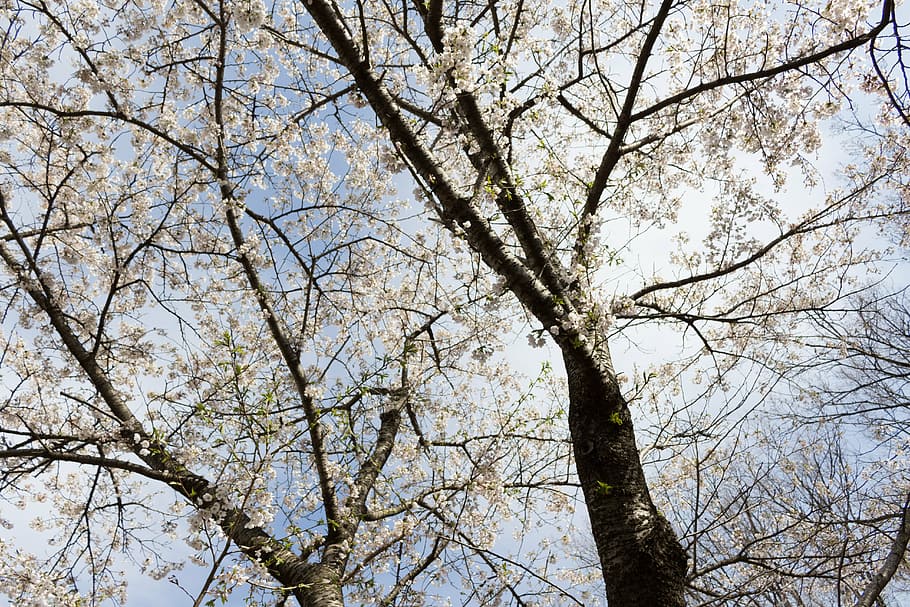 flowers, cherry, japan, spring, wood, lawn, cherry blossoms HD wallpaper