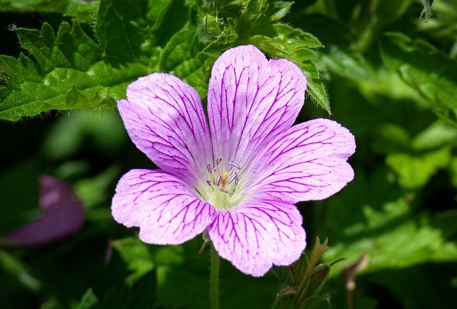 mallow, malva, flower, violet, purple, wild mallow, light purple HD wallpaper