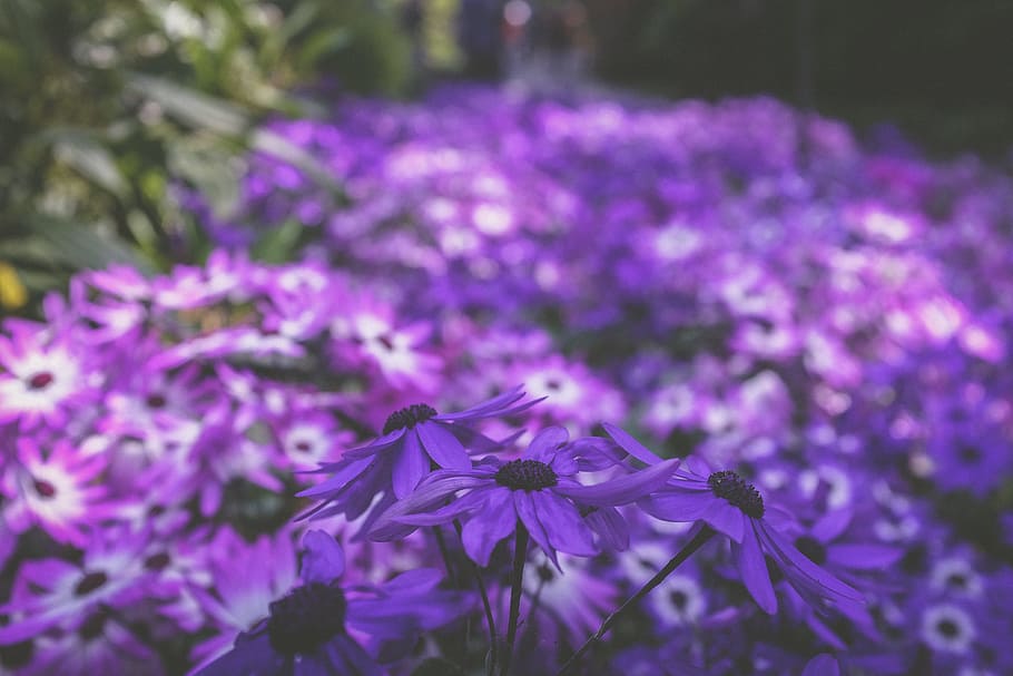 photo of purple petaled flowers in bloom, purple-and-white cineraria flowers in bloom HD wallpaper