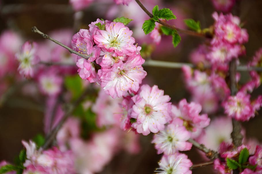 the cherry blossoms, spring, flower, flowering plant, freshness HD wallpaper