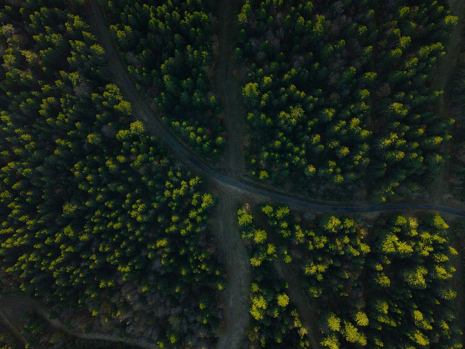 aerial view of roads in forest, aerial photography of road and forest HD wallpaper