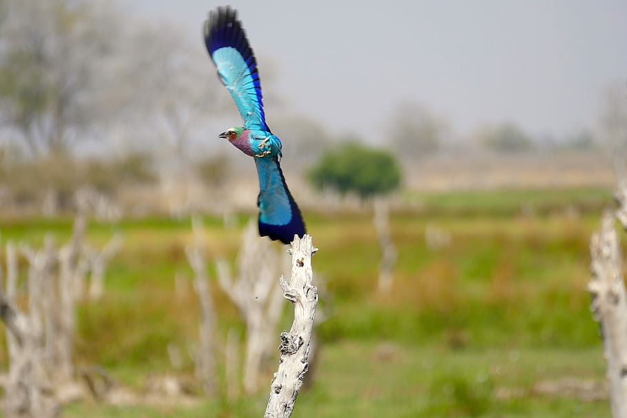 nature, okavango, botswana, bird, color, focus on foreground HD wallpaper