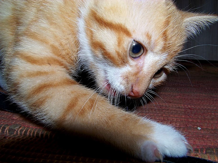 cat, young cat, playful, pet, mieze, cat's eyes, hand rearing HD wallpaper