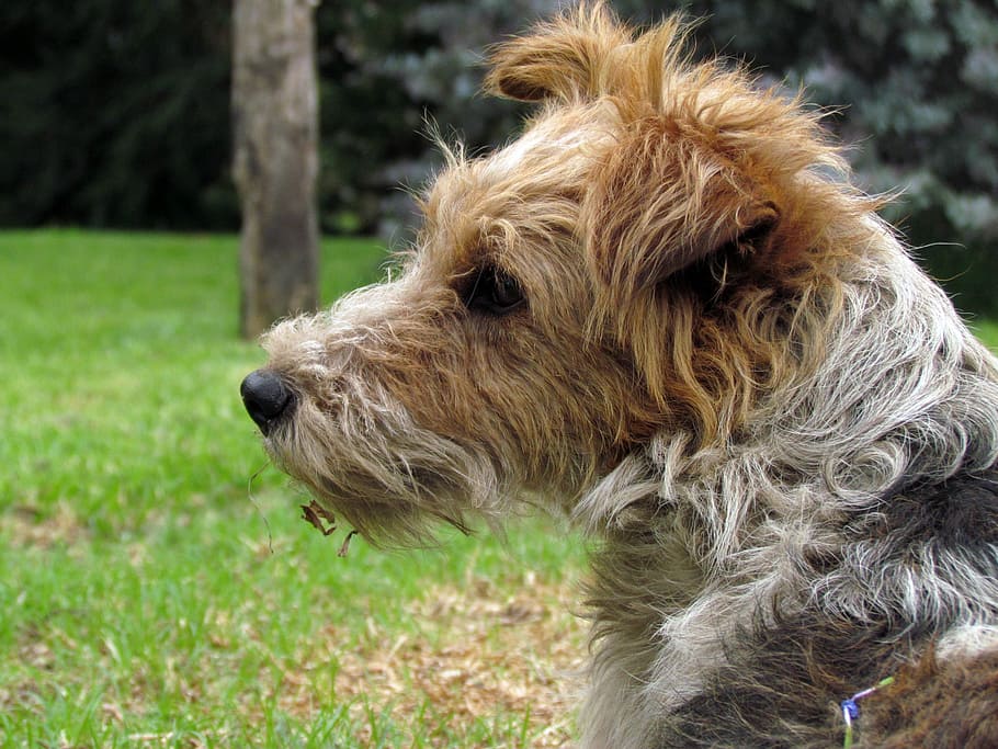 Calm, look, to, the, dog, pets, animal, terrier, canine, cute