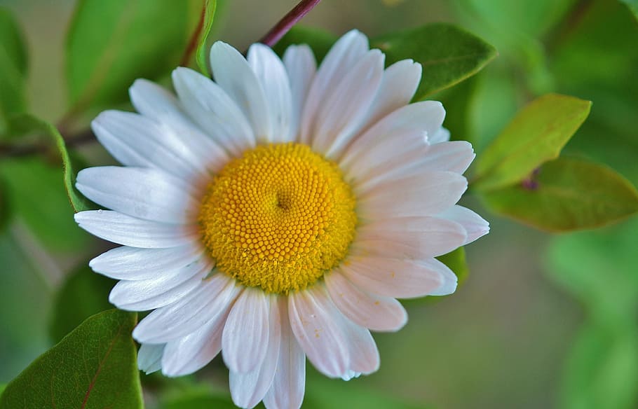 daisy, flower, nature, spring, summer, plant, floral, white HD wallpaper