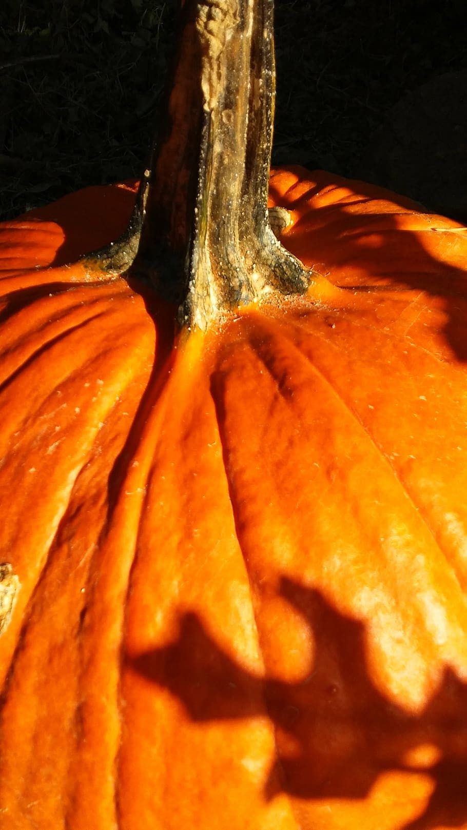 fall, autumn, pumpkin, orange, halloween, orange Color, decoration HD wallpaper