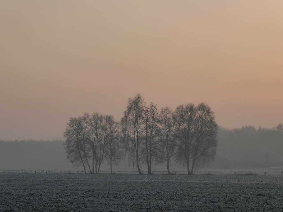 trees, landscape, winter, fog, cold, sunrise, morning red, pasture HD wallpaper