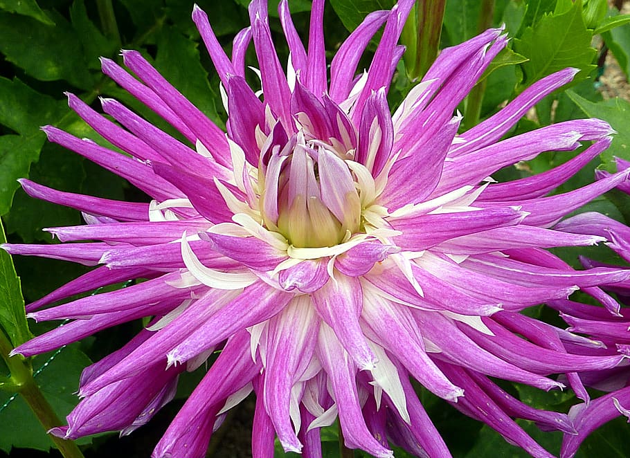dahlia, flower, violet, summer, flowering plant, vulnerability HD wallpaper