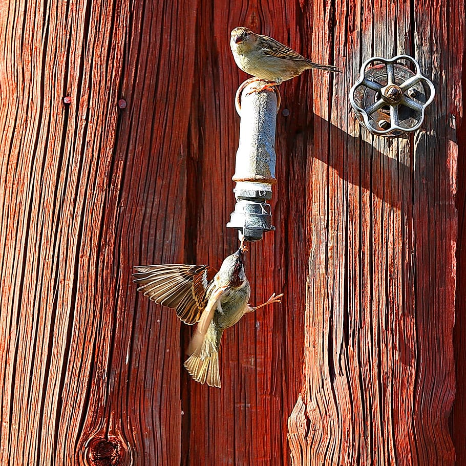 bird, sparrow, thirst, water, wood - material, no people, animal HD wallpaper