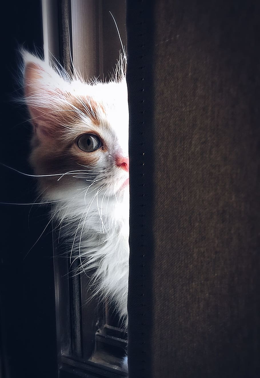 Close-up of Cat, adorable, animal, curiosity, cute, domestic HD wallpaper