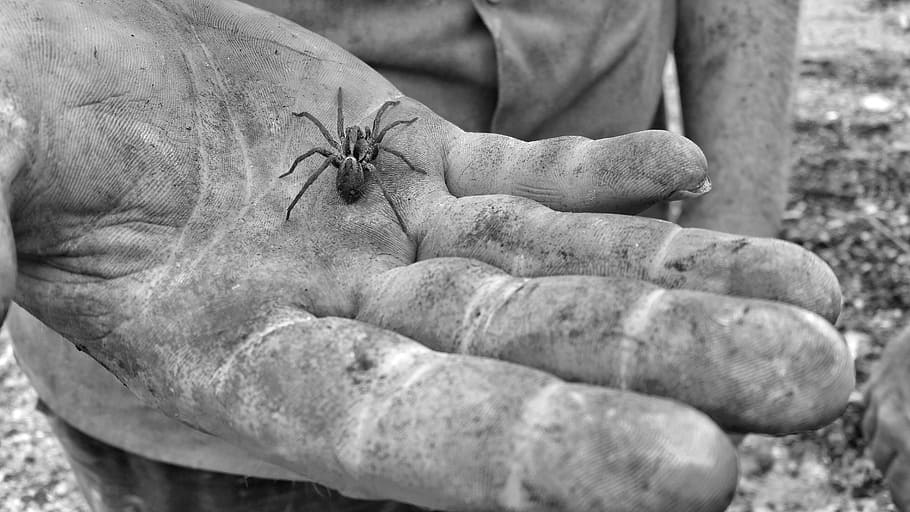 hand, spider, black and white, dirty, one person, human body part HD wallpaper