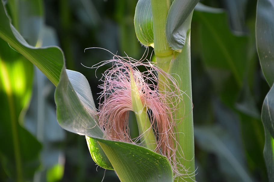 Nature, Corn, Harvest, august, corn on the cob, plant, growth HD wallpaper