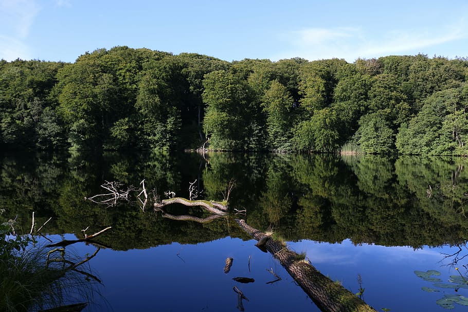 lake, forest, water, log, nature, landscape, trees, green, blue HD wallpaper