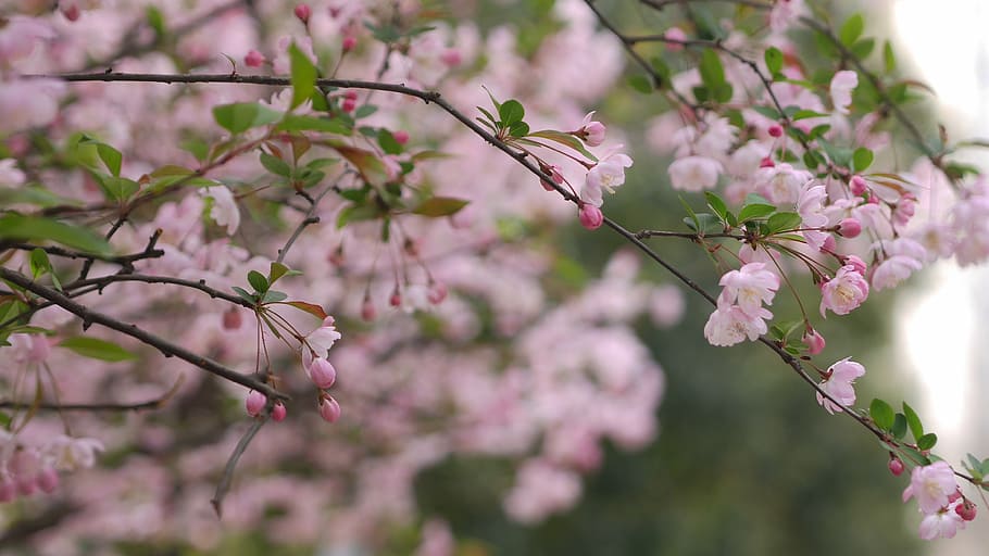 spring, flower, open, flowering plant, pink color, freshness HD wallpaper