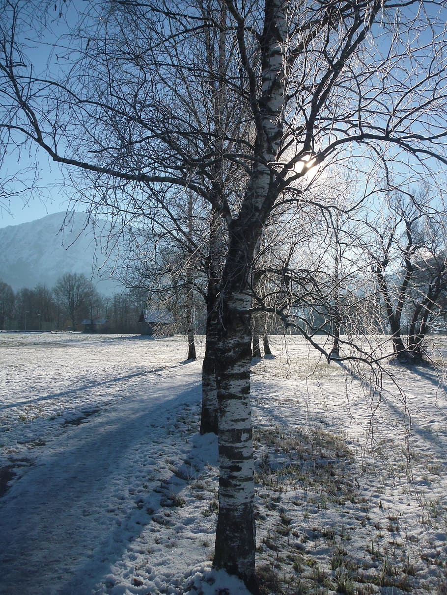Winter, Wintry, Trees, Sunny, Sky, mountains, birch, bare tree HD wallpaper