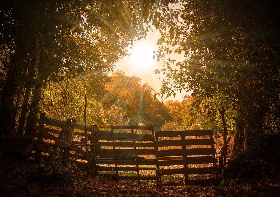 brown wooden fence, landscape, autumn, sun trees, mantra, sunlight HD wallpaper