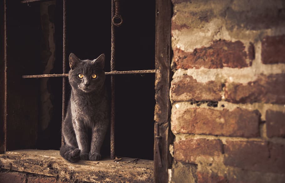 Russian cat sitting on window jamb, gray cat on window frame HD wallpaper