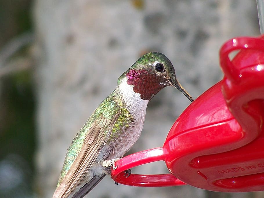 selective focus photography of green and white hummingbird perched on red plastic stand HD wallpaper