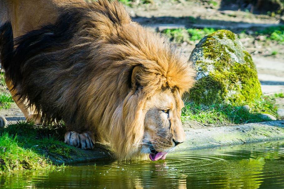 Lion drinking water 1080P, 2K, 4K, 5K HD wallpapers free download |  Wallpaper Flare