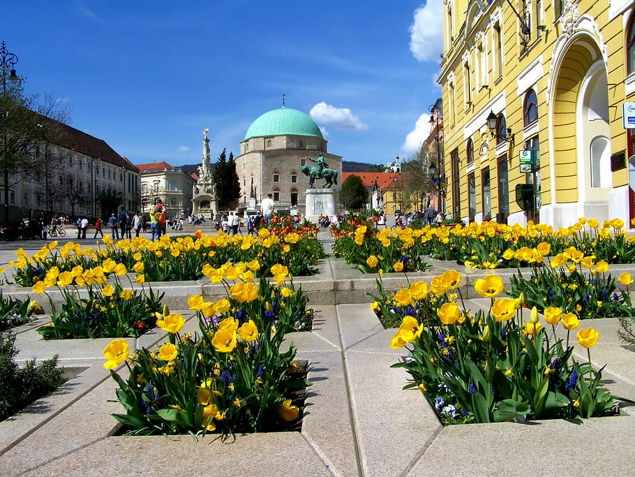 yellow tulip bed, pecs, széchenyi square, architecture, plant