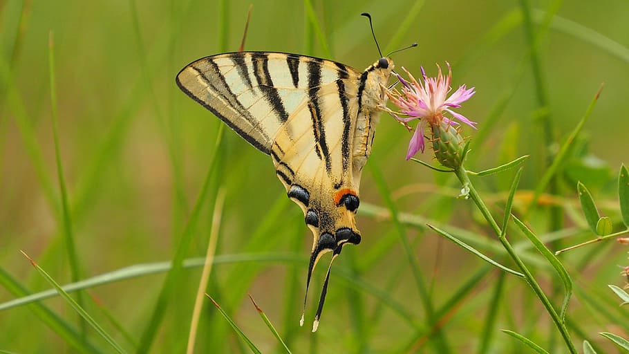 Nature, Insect, Butterfly, Macro, nature insect, one animal HD wallpaper