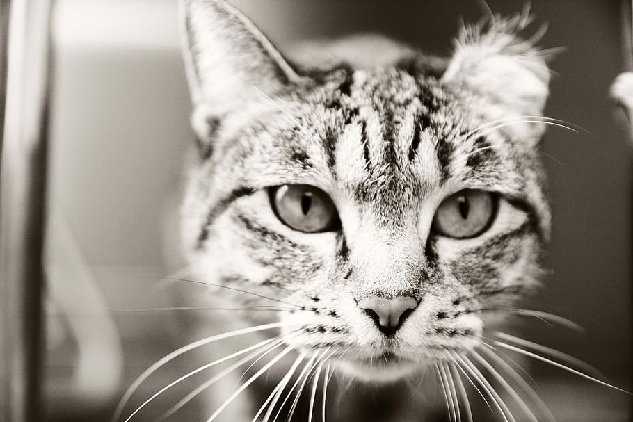 Street, Expression, Mammals, Cat, Animal, facial, grayscale HD wallpaper
