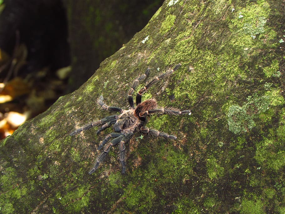 spider, landscape, animal wildlife, tree, one animal, animal themes HD wallpaper