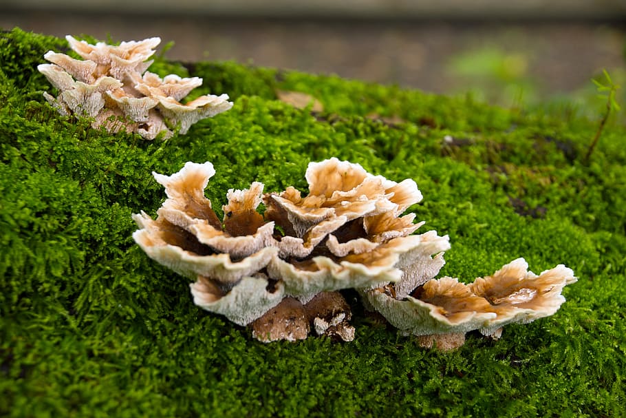 Nature, Agaric, Mushroom, Forest, grass, green color, no people HD wallpaper