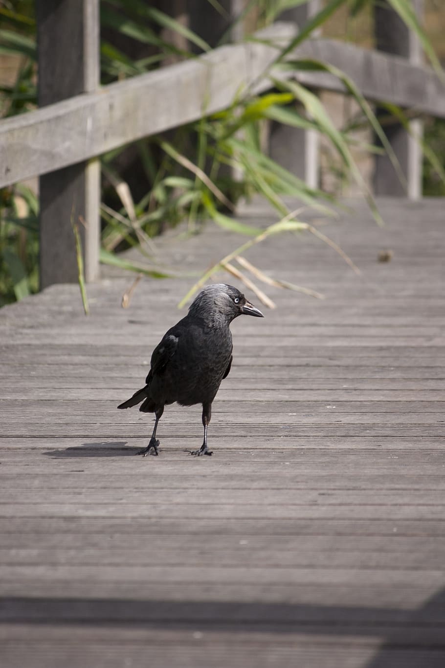 raven, bird, black, bridge, wood, animal, crow, animal themes HD wallpaper