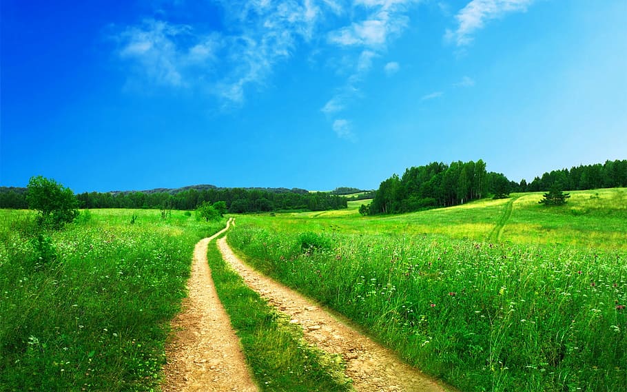 green leaves grass during daytime, footpath, pathway, rural HD wallpaper