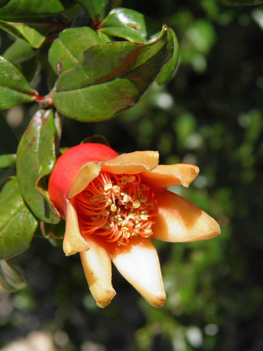 pomegranate, flower, tree, garden, blossom, portugal, pomegranate flower, HD wallpaper