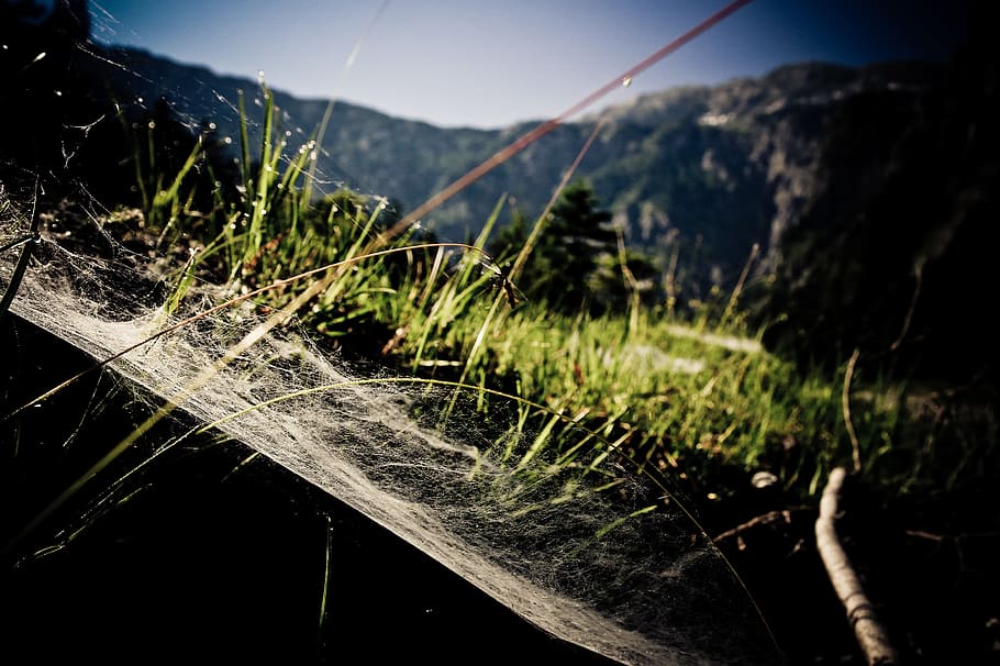 Mountain, Spider Web, Meadow, no people, nature, outdoors, day HD wallpaper