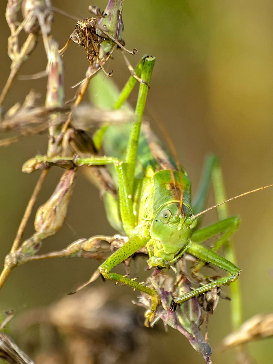 grasshopper, insect, nature, animal, animal themes, animal wildlife HD wallpaper
