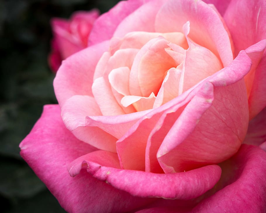 flower, red, rose, red rose, garden, nature, blossom, bloom HD wallpaper