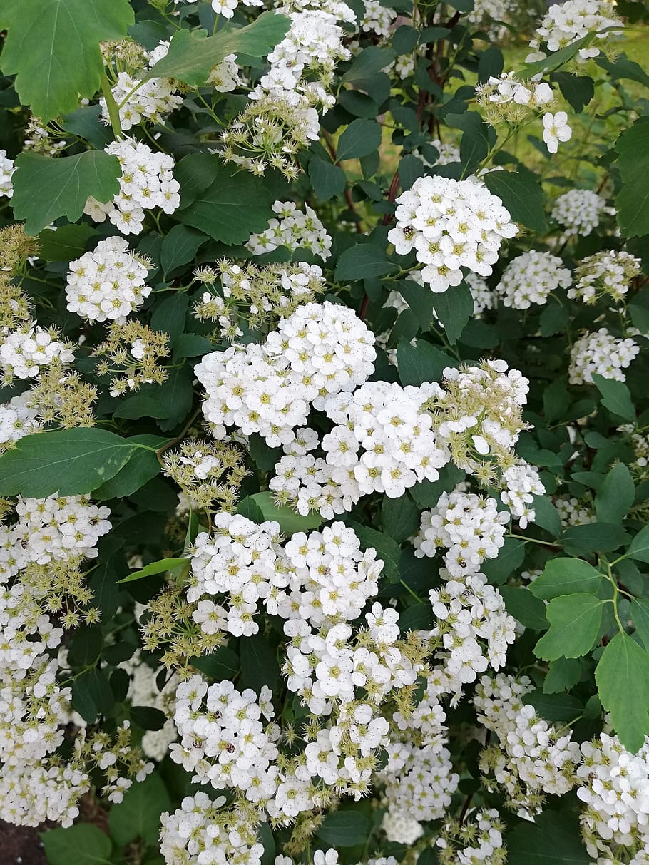bloom, white, spring, may, nature, flowering plant, beauty in nature HD wallpaper